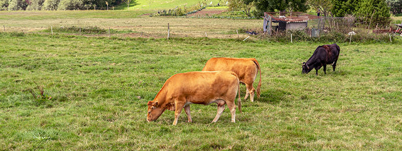 vacas pastando en una parcela