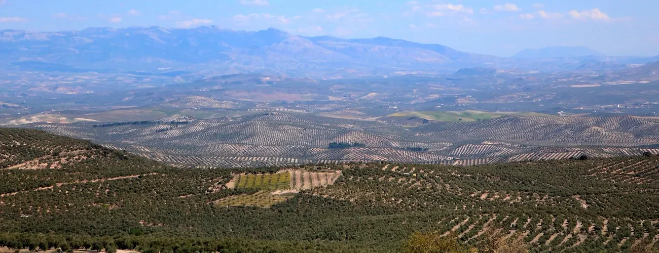 Panorama cultivo de olivar en Andalucía